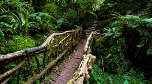 Forest of Dean footbridge